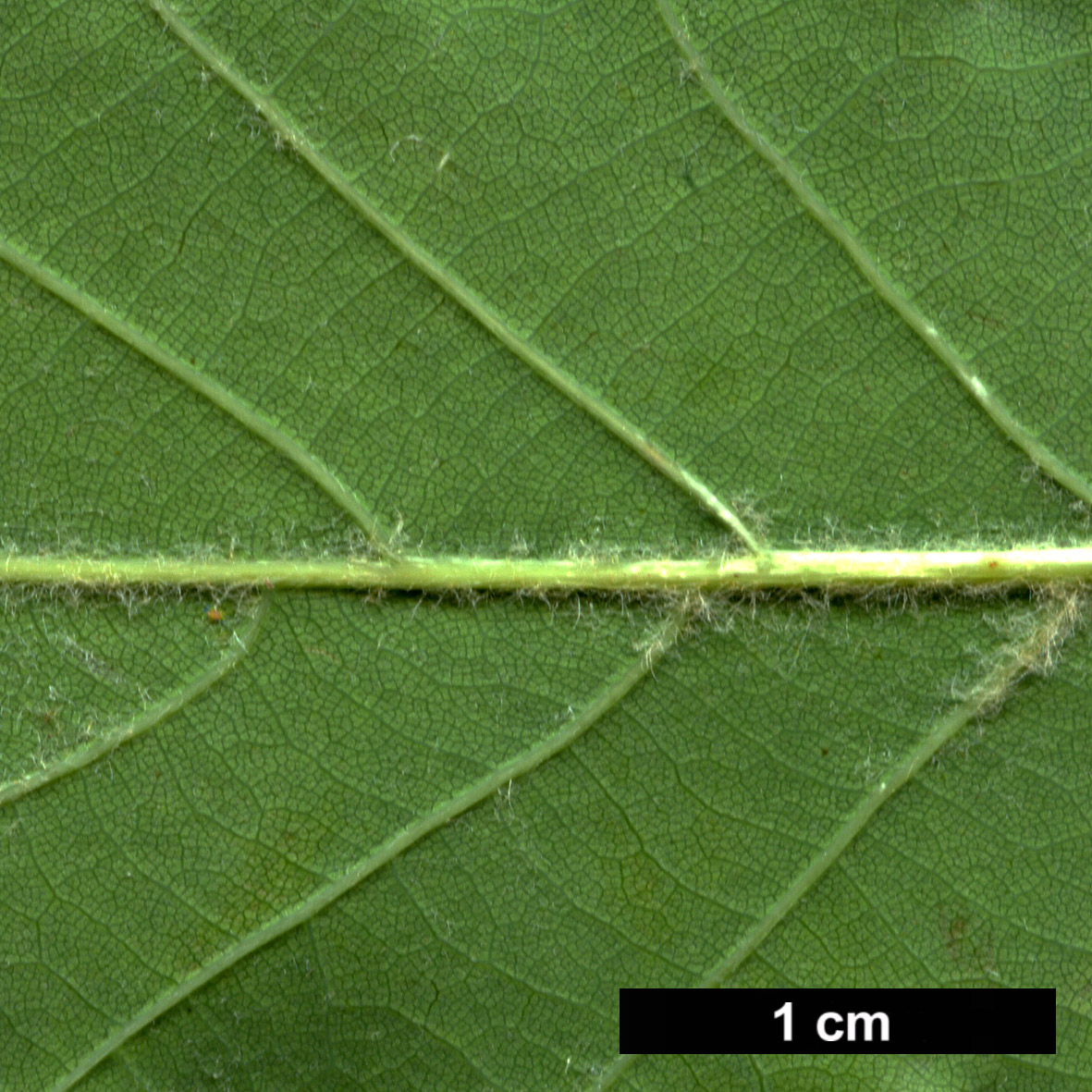 High resolution image: Family: Fagaceae - Genus: Quercus - Taxon: ×streimii - SpeciesSub: 'Kortrijk' (Q.petraea × Q.pubescens)